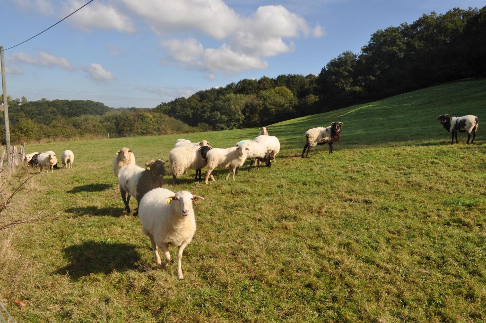 Ferme Elhorga Bed & Breakfast Saint-Pee-sur-Nivelle Exterior photo